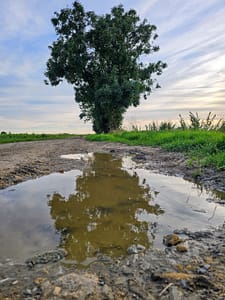 Reflection of a tree in a puddle